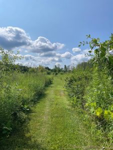 Hiking Trails through woods.